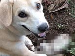 Heart-breaking moment mother dog digs up its dead puppy and tries to bring it back to life