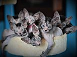 ‘Werewolf’ cat breeder reveals her adorable kittens that look like terrifying creatures of the night