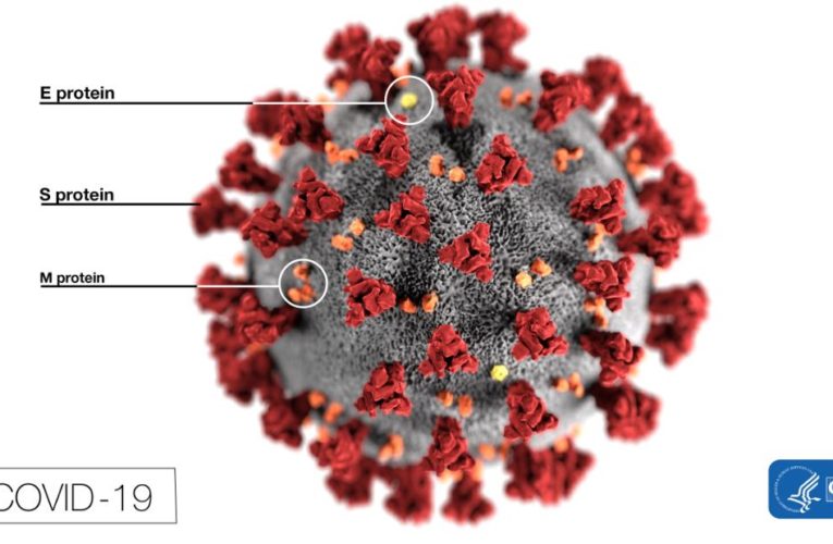 Researchers say they believe they have shown that the virus has mutated in a way that makes it more easily infect human cells