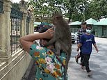 Coronavirus Thailand: Monkey attacks woman, others rob locals