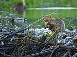 Beavers are massively changing landscapes in the Arctic, study says