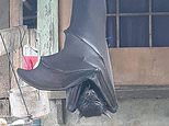 Photo of golden-crowned flying fox in Philippines gives social media users a scare