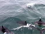 Pod of ‘more than 100’ dolphins swim and play alongside fishermen’s boat off the South Coast