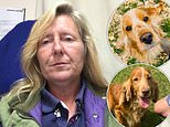 Dog breeder who had 14 stolen from farm says it’s like ‘losing her children’