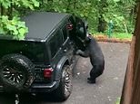 Hilarious moment father uses his ‘dad voice’ to tell off a bear opening his car door