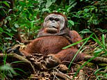 Orangutan with no arms learns how to climb trees again using only his legs