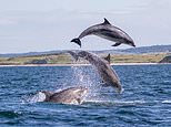 Northumberland coast sees pod of dolphins puts on incredible acrobatic display