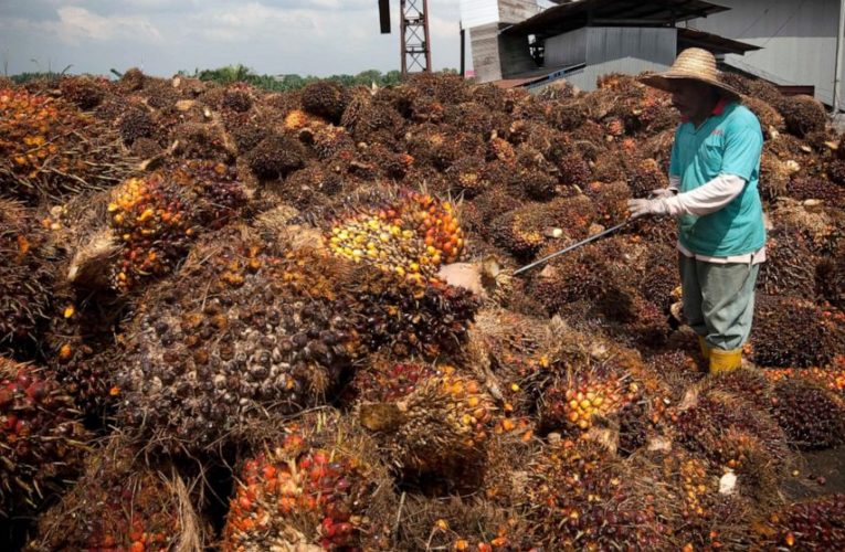 Malaysian palm oil giant hit with forced labor allegations