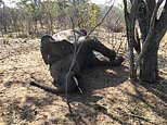 Zimbabwe elephants found mysteriously killed doubles to 22 as scientists try to find cause of deaths