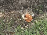 Squirrel tucks into CHEESEBURGER near a McDonald’s branch in Florida