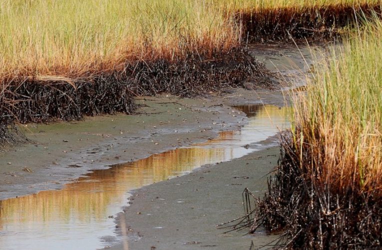 $215M in BP oil spill money to restore Louisiana marshes