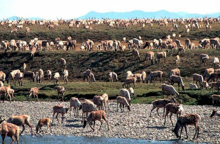 US plans oil, gas lease sale in Alaska’s Arctic refuge