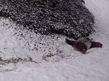 Playful pandas slide and somersault after snow falls at the National Zoo