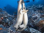 We’re gonna need a bigger bed: Sharks are seen having sex in rare images of the animals mating 