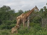 Giraffe survives after lions spend five hours climbing over it in a bid to drag it to its death