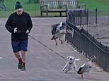 Boris Johnson does his best to stop Dilyn going after ducks during early morning on ‘Happy Monday’