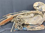 Live PARROTS were transported across the Andes to be traded in the Atacama Desert 900 years ago