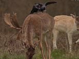 Gang of cheeky jackdaws steal clumps of hair from deer in London park to build their nests 