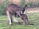 Watch the adorable moment a young joey tries to get into his aunty’s pouch – and his mum isn’t happy