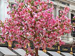 National Trust accused of hypocrisy for using fake PLASTIC trees to celebrate blossom season