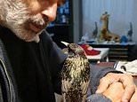 Bird named Bubba trained to whistle a song by owner in Shepparton, Victoria