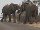 Elephants fight in South African game reserve