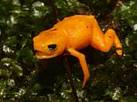 Small but deadly! Experts discover tiny new species of pumpkin toadlet