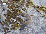 ‘Giant’ flying squirrels discovered in remote part of the Himalayas by Australian scientists 