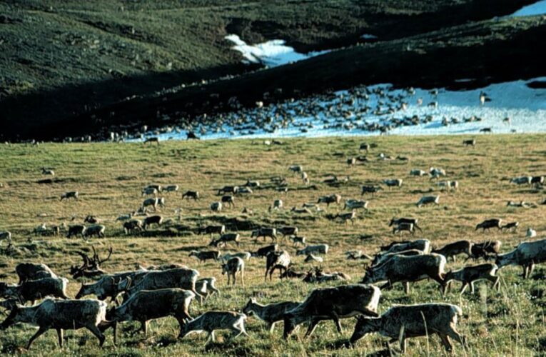 Biden administration to suspend oil and gas drilling leases in Arctic refuge, undoing a Trump-era decision