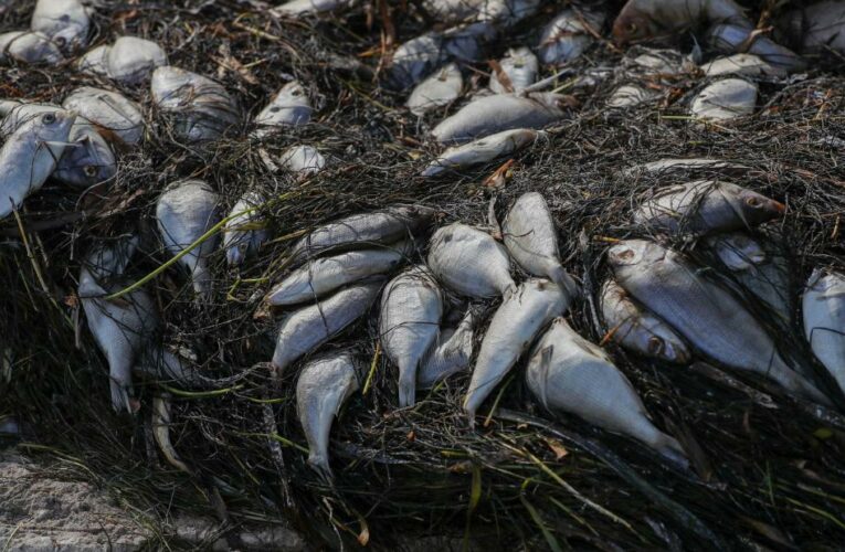 600 tons of marine life have washed up on Florida’s shores