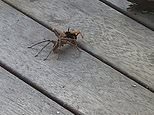 Only in Australia: Video shows a wasp battling a huntsman spider