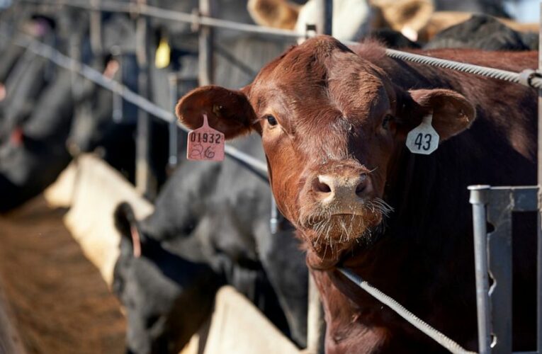 Unhappy with prices, ranchers look to build own meat plants