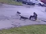 Dramatic video shows disabled man fending off his pug from pack of vicious stray dogs [Video]