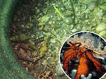 Hermit crabs getting stuck in tires on the sea floor in ‘ghost fishing’ that results in cannibalism 