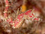 Nature: Five sea stars and a well-camouflaged pygmy pipehorse among new species discovered in 2021