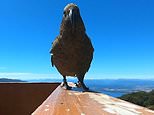 Cheeky parrot steals family’s GoPro from their balcony and films the whole thing [Video]