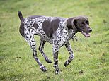 Love is in the hair! Meet Splodge, the pointer dog with a target for Cupid’s arrow 