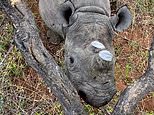 VIDEO: Angry rhino chases conservationists who are forced to hide up a tree