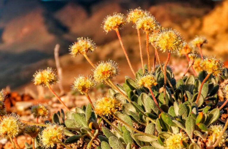 US backs rare flower habitat amid Nevada lithium mine fight