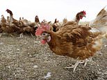 Not now, bird flu! China confirms first human case of H3N8 strain 