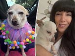 Owner of the world’s oldest dog shares the secret behind the 21-YEAR-OLD Chihuahua’s longevity