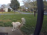 Moment tethered dog pulls down porch post when he runs after a bird in Lynchburg [Video]