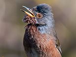 Dartford warbler is flying back! Rare bird is on the comeback trail after being close to extinction 