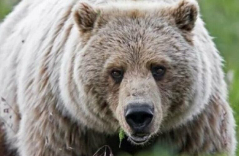 Three grizzly bears test positive for highly pathogenic avian flu