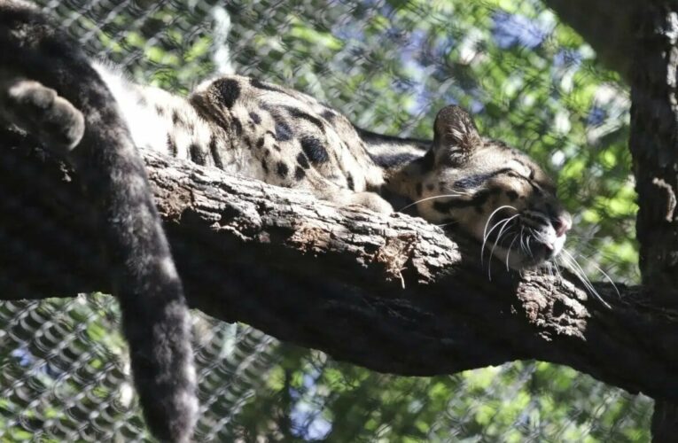 Police investigate after Dallas Zoo missing leopard is found