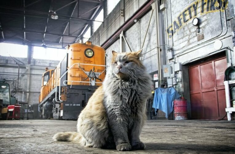 Dirt, Internet Famous Railroad Shop Cat, dies at age 15