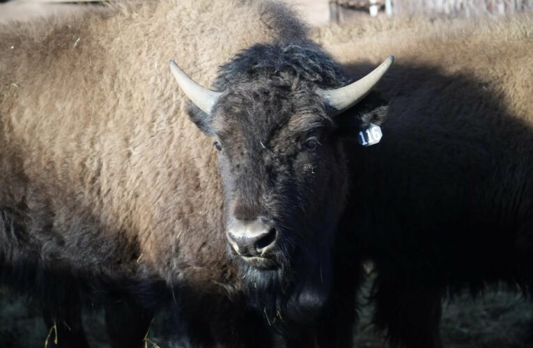 US tribes get bison as they seek to restore bond with animal