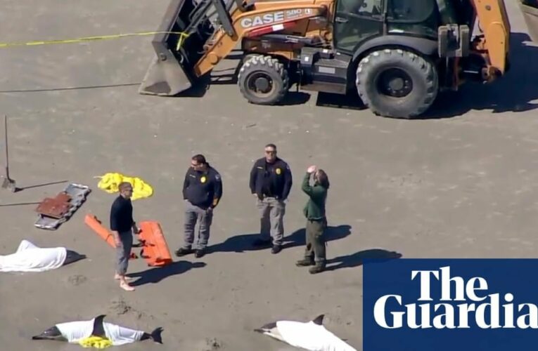 Eight dolphins die in New Jersey stranding | New Jersey