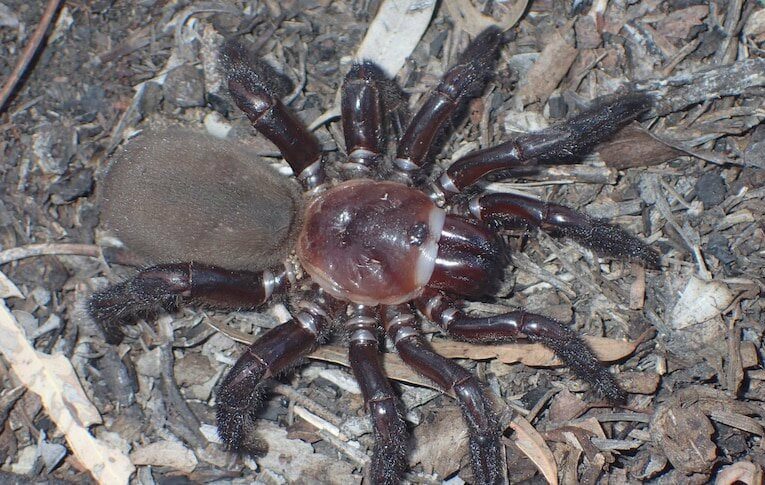 New species of ‘rare and giant’ trapdoor spider discovered in Queensland