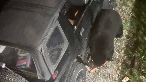 Black bear breaks into vehicle, guzzles 69 cans of pop